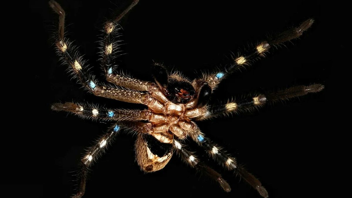 „Válečník“ či „osmioké štěně“. Expedice našla v Austrálii nové druhy pavouků
